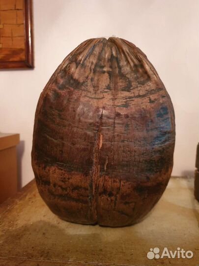 Какао орех 25 см