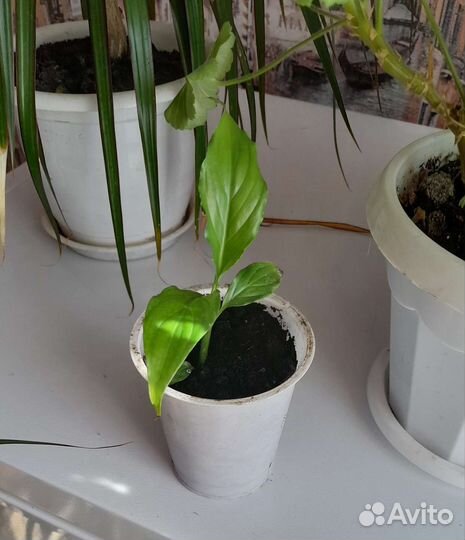 Спатифиллум