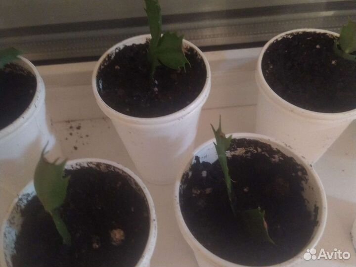 Декабристы красный сиреневый оранжевый жёлтый