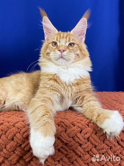 Мейн-кун рыжий