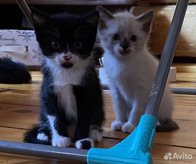 Котята в добрые руки