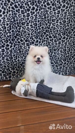 Щенки шпица