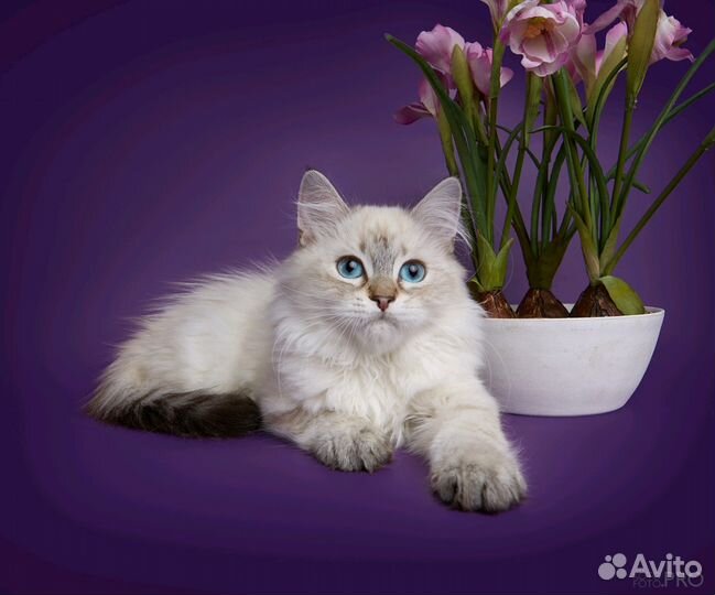 Невские котята