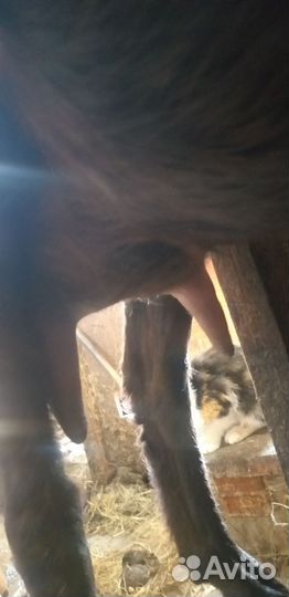 Тёлочки и козлята