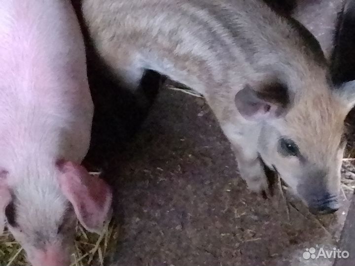 Продам кабанчиков на племя