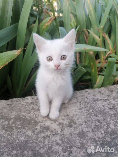 Котята в добрые руки бесплатно