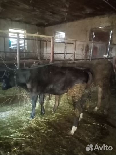Телки продам