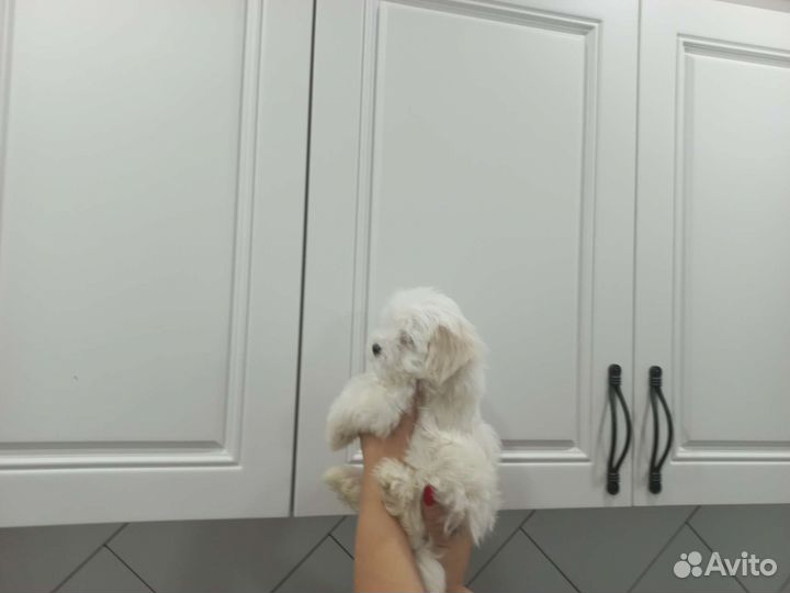 Щенки болонки