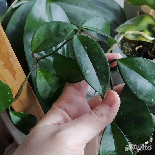 Хойи Лакуноза Эскимо