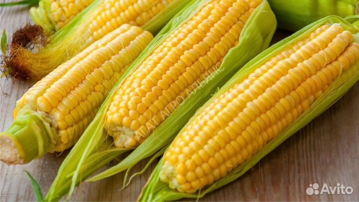 Семена кукурузы Пионер П8521