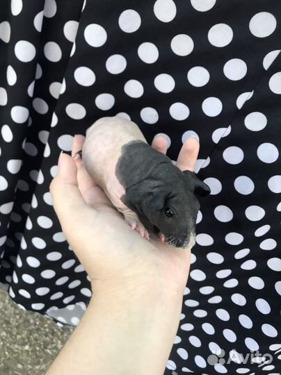 Морская свинка скинни