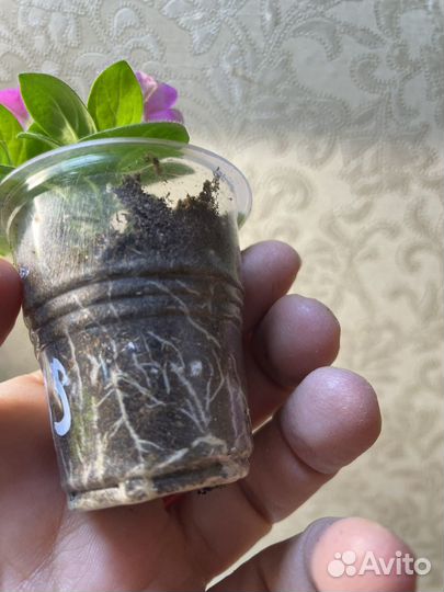 Петуния Blanket rose,violet