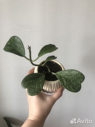 Хойя kerry splash