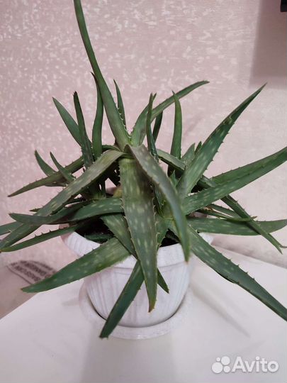 Алоэ мылистое