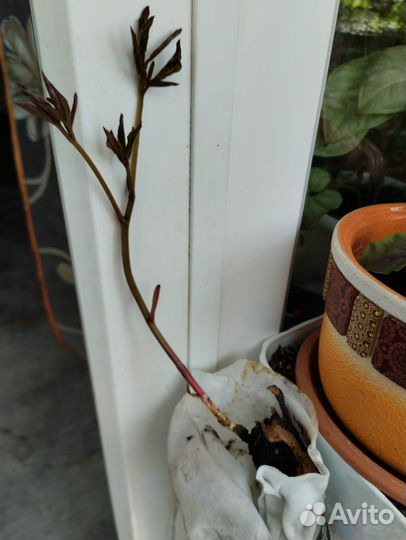 Пион фестива maxima