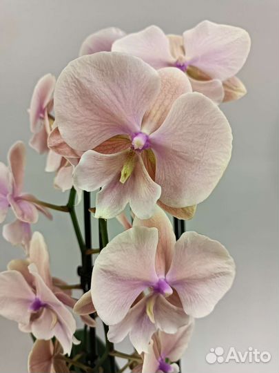 Орхидея Биг Лип Осенний Ветер два ствола