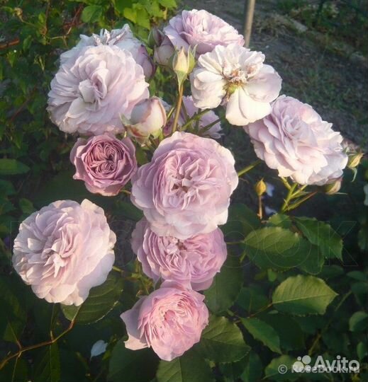 Роза шраб Флоранс де Лятре 4 литра