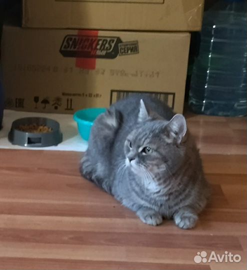 Британка кошечка в добрые руки бесплатно