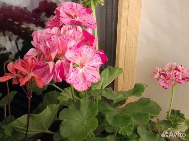 Оксалис, сингониум, традескпнция и др