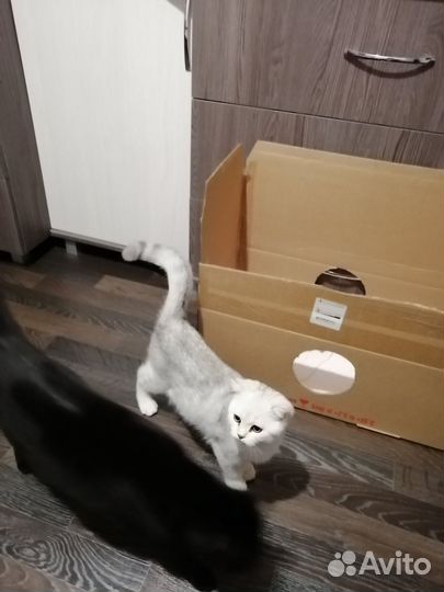 Шотландский котик