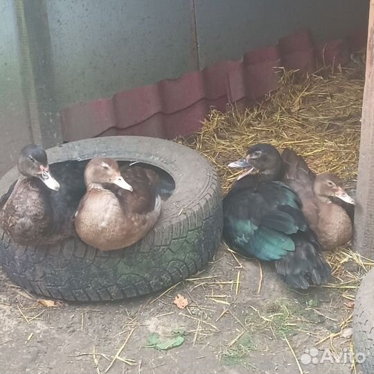 Мускусные утки
