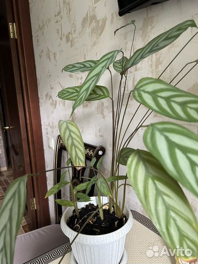 Комнатные цветы (ктенанта, аглаонема)