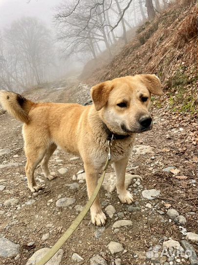 Метис Лабрадора