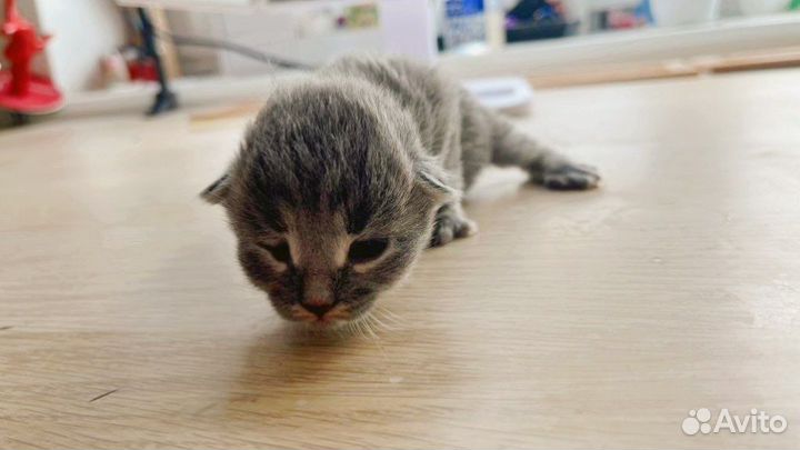 Котята новорожденные в добрые руки бесплатно