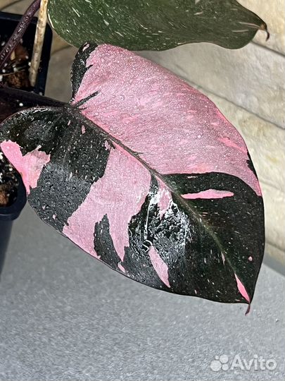 Филодендрон розовая принцесса марбл
