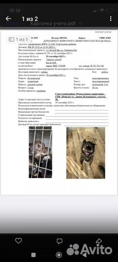 Собачки ищут дом