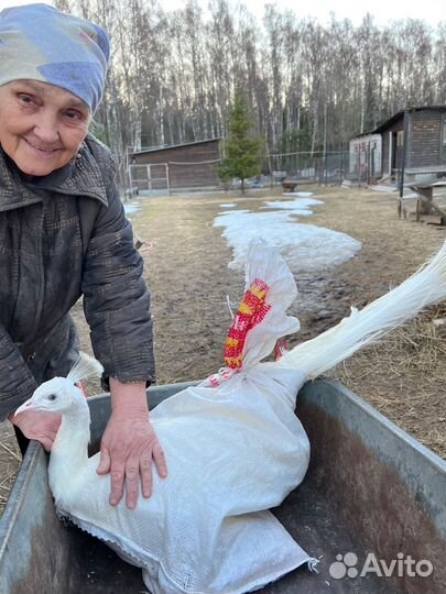 Ленточные гуси,Кохинхины,Холмогоры,Павлины,Мускусы