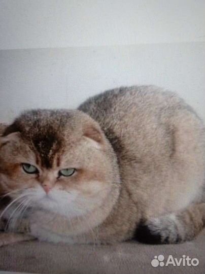 Шотландские котятки