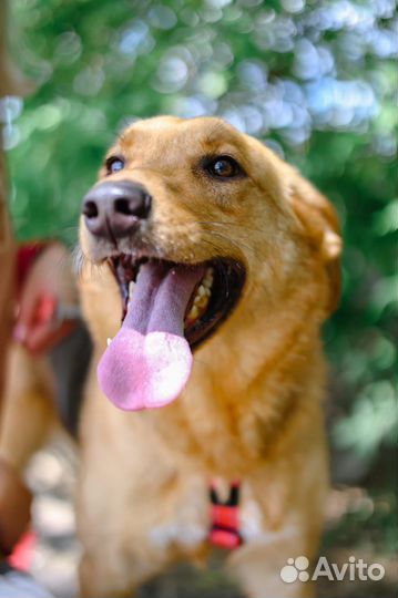 Собака в дар