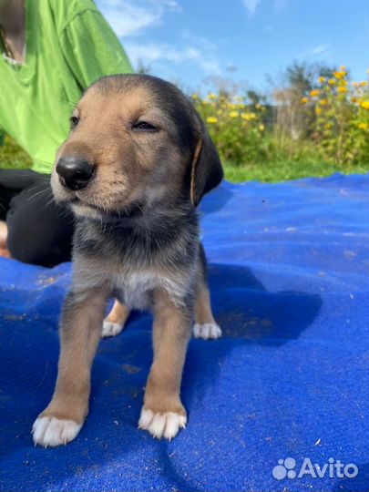 Щенки русской пегой гончей