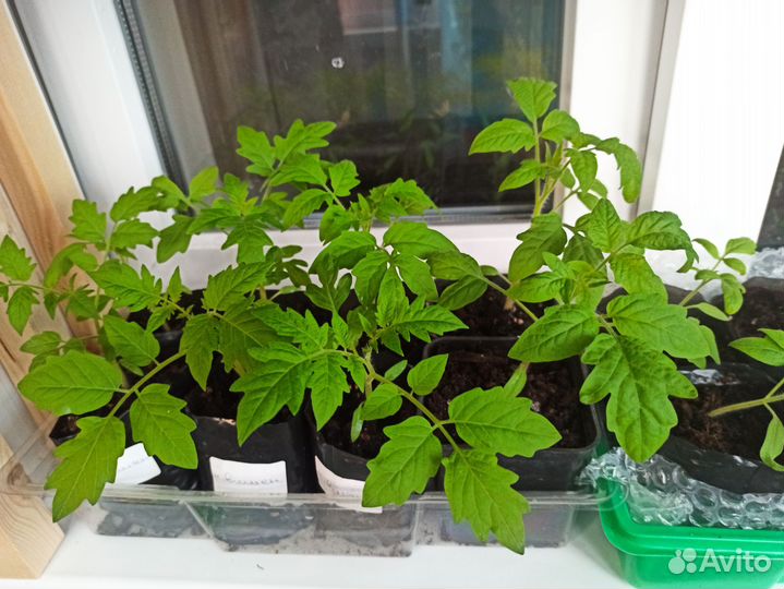 Продаю рассаду перцев и томатов