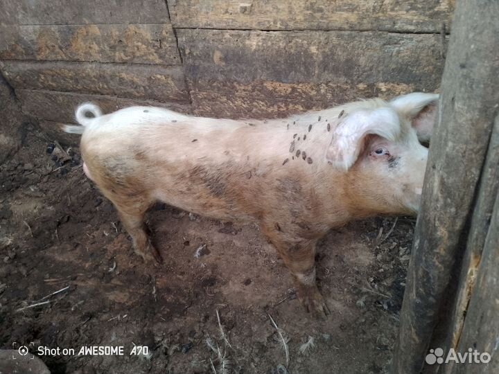 Хряк на племя