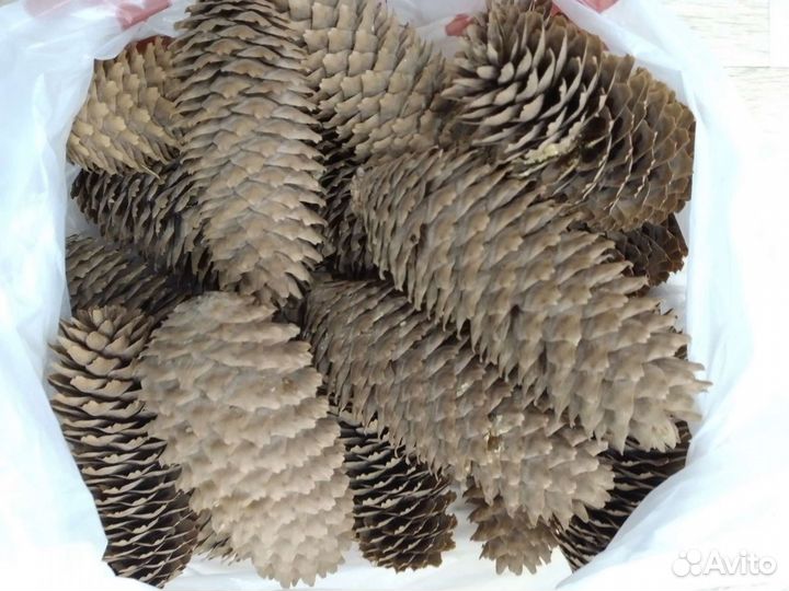 Шишки еловые (крупные)