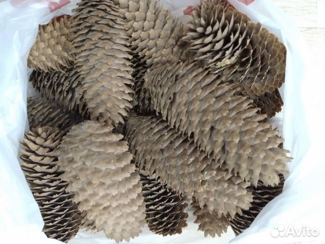 Шишки еловые (крупные)