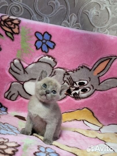 Котята бурманской кошки