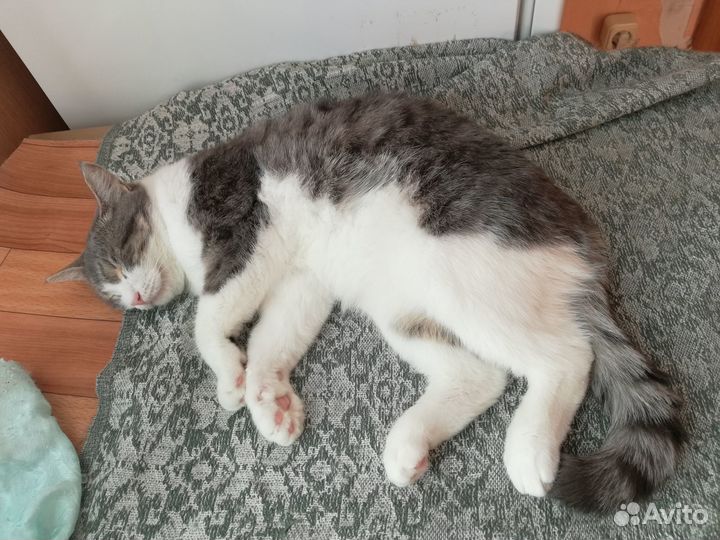 Кошечка