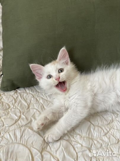 Котенок мальчик