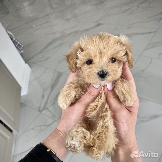 Щенки мальтипу f1 мини