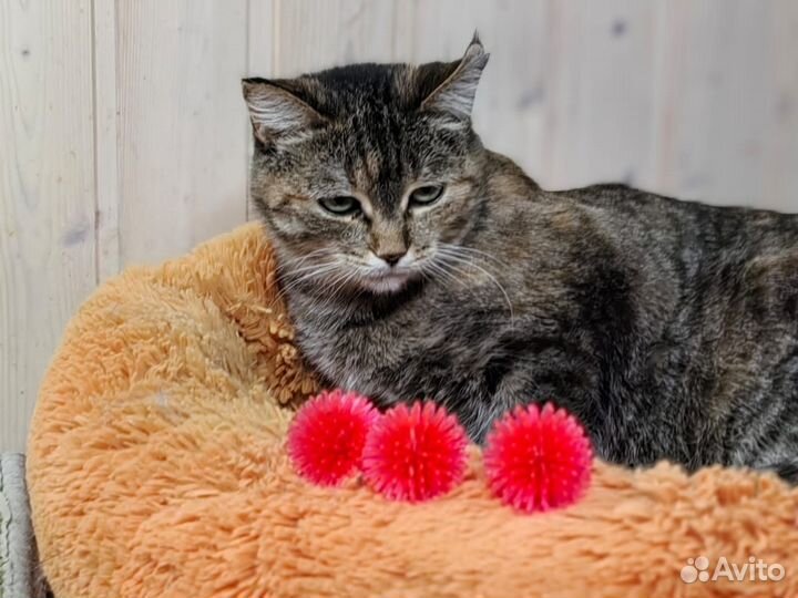 Помогите кошке не оказаться на улице. Нужен дом