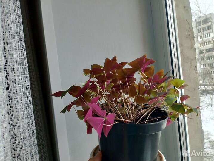 Кислица, молочай