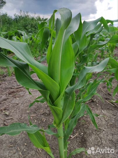 Сладкая кукуруза