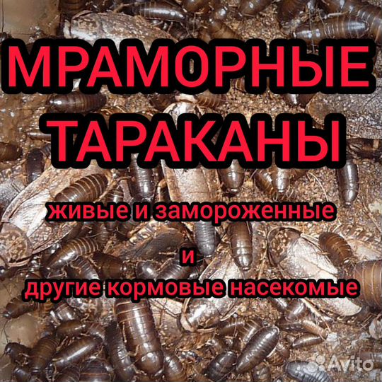 Мраморные тараканы, живые и замороженные