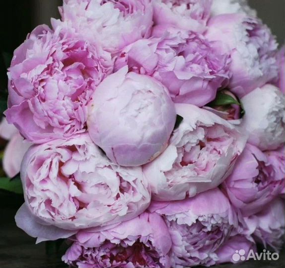 Пионы, цветы от производителя. Гарантия. 24/7