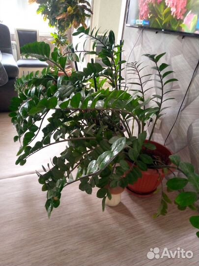 Комнатные цветы