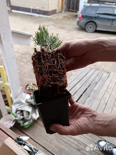 Туя смарагд саженцы (цена снижена)