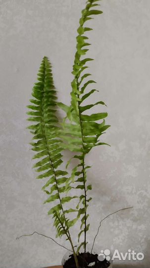 Папоротник комнатный